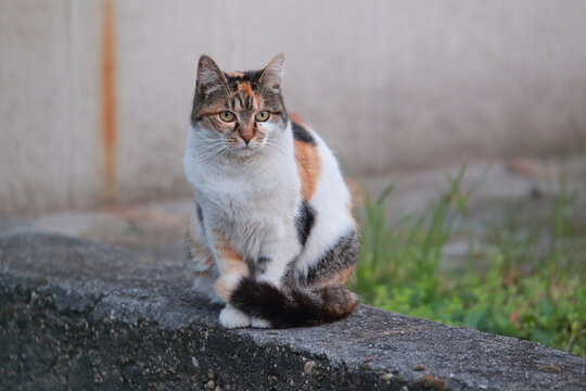 Stray cat with colorful spots sitting on the concrete in the city, color photo.