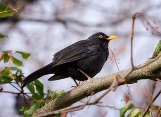 common blackbird or, more commonly, blackbird (Turdus merula). Black bird perched on a tree branch, in Segovia, Castilla y Leon, Spain