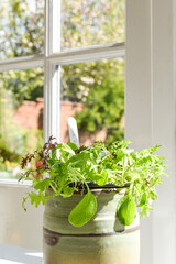 Growing salad leaves and herbs by the window in home interior