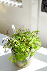 Growing salad leaves and herbs by the window in home interior