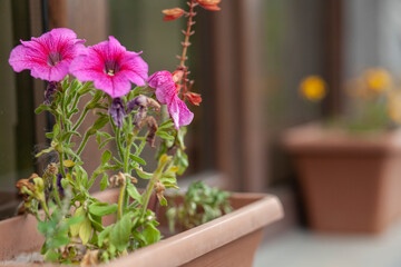 pink flower on the window