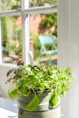 Growing salad leaves and herbs by the window in home interior