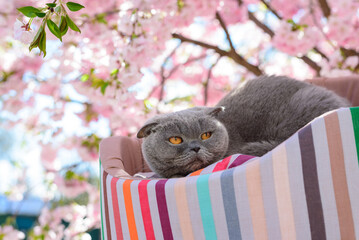 cat resting on a lounger near sakura flowers