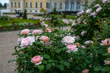 Beautiful roses in the park of the Rundale Palace in Latvia