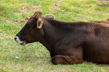 a cow sitting on a pasture