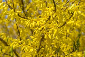 Background from blooming forsythia on a sunny day in early spring.