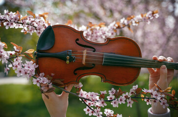 violin in hands and spring pink blossoms