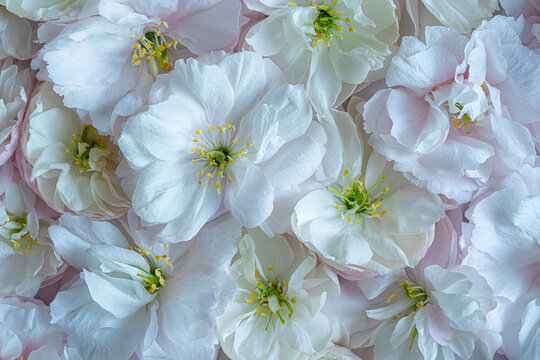 Beautiful, Romantic Wall background with white and pink flowers.Beautiful floral wallpaper.
