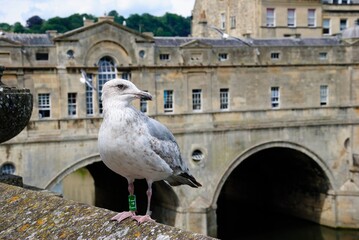 Wallpaper-like picture of a seagull with the on a stone with the Pulteney Bridge over the River Avon in Bath, England, UK