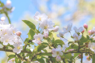 Baumblüte im Frühling