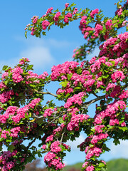 Blühender Rotdorn, Crataegus laevigata, im Frühling