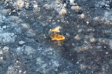 Frozen fish on the river ice caught by a fisherman in winter