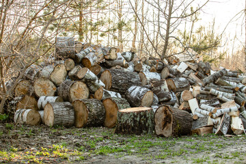 A big pile round cuts of wood. The logs are sawed from the trunks of birch stacked in a pile.