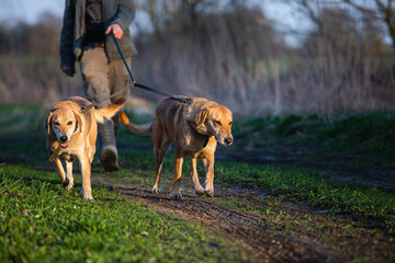 The hunter leads two Russian hound dog on a leash during the walk.