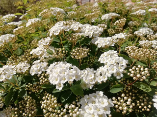 Summer background gently white flowers
