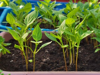 Young pepper seedlings in the garden in spring. Concept of ecology, cultivation, agriculture.