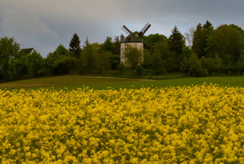 Windmühle Landschaft Rapsfeld