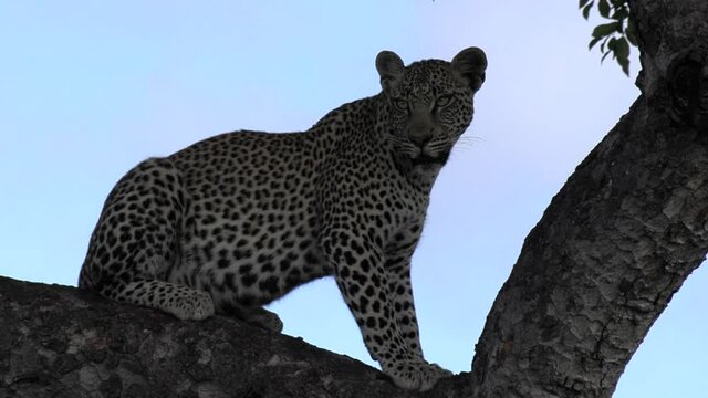Close dark shot of lone leopard watching surroundings from tree branch