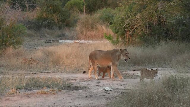 A lioness walking with her four tiny cubs following close behind.
