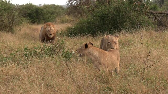 A pride of lions moving through the tall, dry grass. Unique view as the pride walks towards the camera.