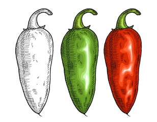 Whole red and green pepper jalapeno. Vintage vector hatching