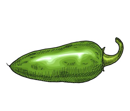 Whole green pepper jalapeno. Vintage hatching vector color illustration.