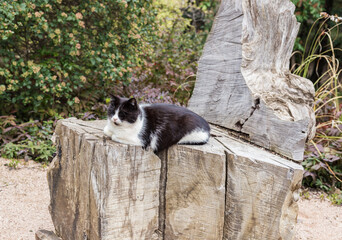 black and white cat resting on a tree stump in the park