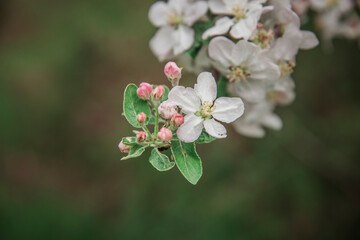 Fototapeta na wymiar Tree flowers. Beautiful apple blossom. Spring time