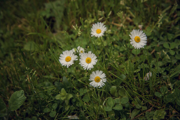 A beautiful daisy works in the grass.