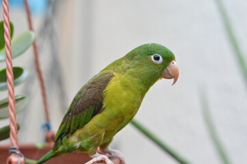 pájaro, pote, verde, aislada, hojas, flor, naturaleza, blanco, aumento, árbol, maceta, crecimiento, hojas, horticultura, acrecentar, planta de interior, huerta, verde, primavera, miniatura, flor