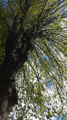 Under the Weeping Willow