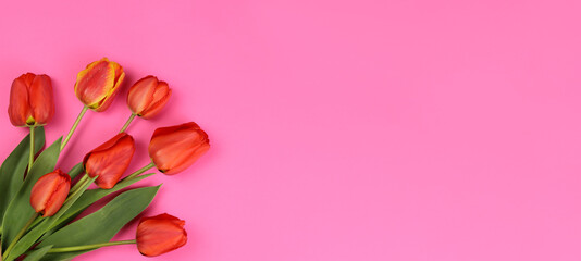 Fototapeta na wymiar Red tulips on a pink background. Blank for postcards, business cards. Horizontal banner