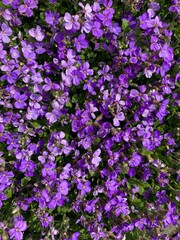Obraz premium flowers background