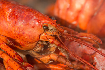 Seafood  Finest Crawfish Boils,chili crab