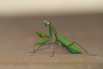 European Mantis (Mantis religiosa) on the floor of a chapel