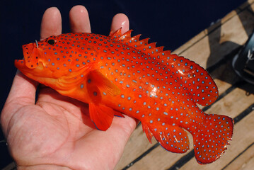 Coral Trout (Cephalopholis miniata) caught by sportfisher
