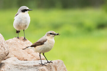 Female Northern wheatear, Oenanthe oenanthe with food for the chicks and male bird in the background. 