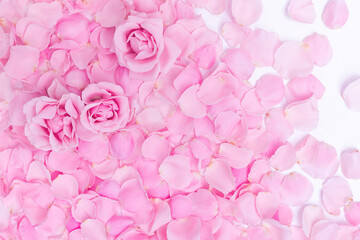 Obraz premium Background of delicate pink rose petals and buds closeup