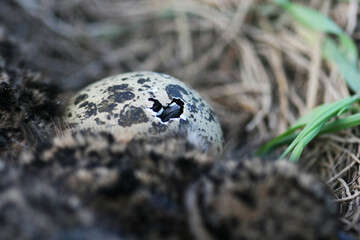 Close-up of a Northern lapwing, Vanellus vanellus chick hatching from an egg.