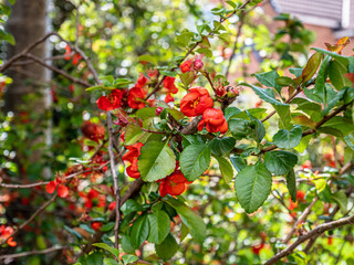 Spring flowers in the garden.