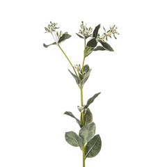 Realistic flowers and plants for designer compositions and interior decoration of residential and office premises. White isolated background