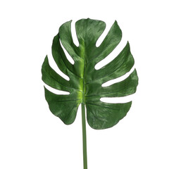 Realistic flowers and plants for designer compositions and interior decoration of residential and office premises. Green big leaves. White isolated background