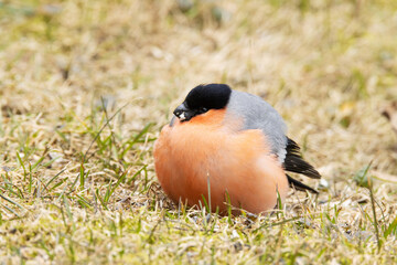 Puffed Eurasian bullfinch, Pyrrhula pyrrlula infected with cosmopolitan parasite Trichomonas gallinae