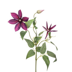 Obraz premium Realistic flowers and plants for designer compositions and interior decoration of residential and office premises. White isolated background