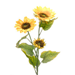 Realistic flowers and plants for designer compositions and interior decoration of residential and office premises. Yellow sunflowers. White isolated background