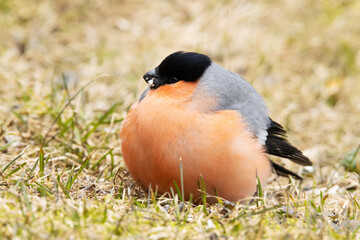 Puffed Eurasian bullfinch, Pyrrhula pyrrlula infected with cosmopolitan parasite Trichomonas...