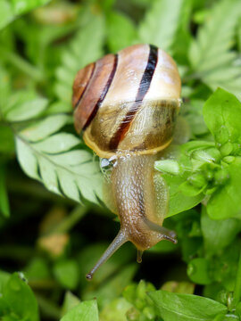  White Lipped Banded Snail - Cepaea Hortensis.