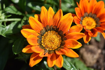 big  orange flowers in garden