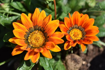 big  orange flowers in garden