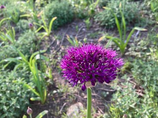 purple flower in the garden